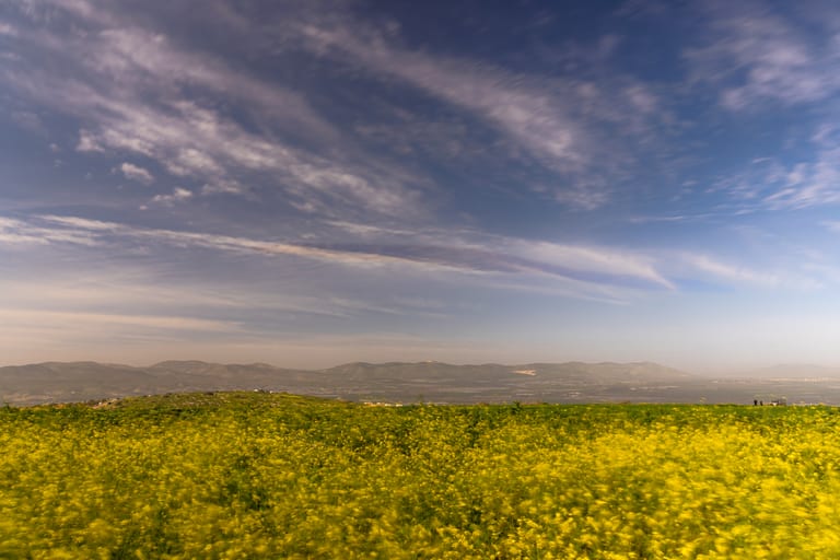 Flower Spring, a fine-art photograph by Ali Abu Ras