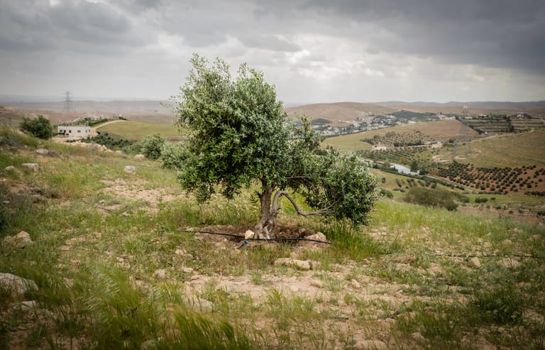 Tree Feild Green Spring, a fine-art photograph by Ali Abu Ras