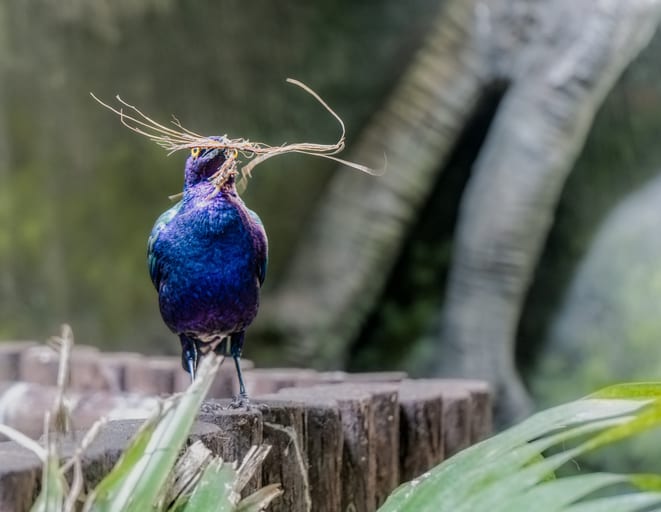 Bird Green Planet Dubai, a fine-art photograph by Ali Abu Ras