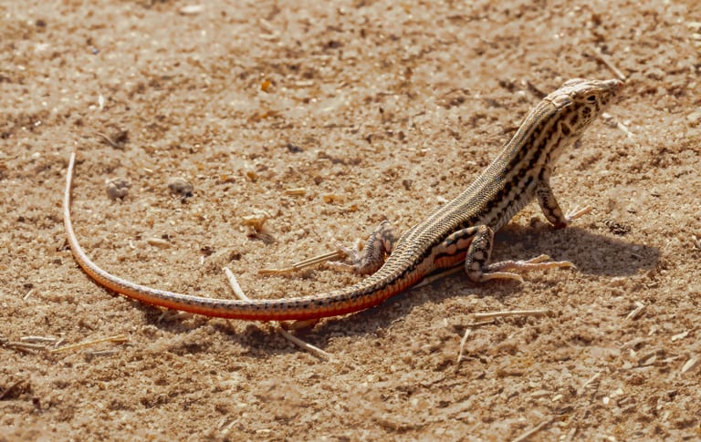 Animal Lezard XXL, a fine-art photograph by Ali Abu Ras