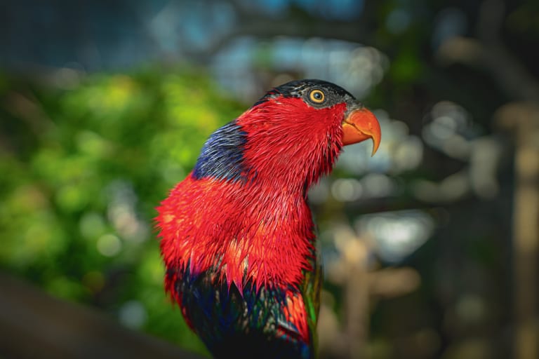 Dubai Green Bird, a fine-art photograph by Ali Abu Ras