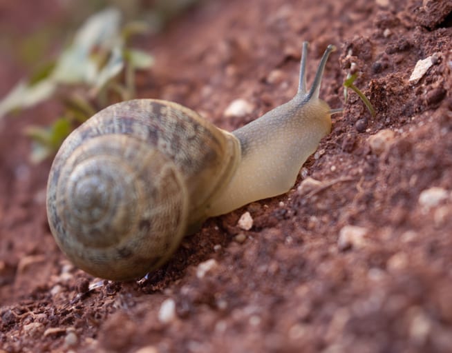 Animal Snile Sands, a fine-art photograph by Ali Abu Ras