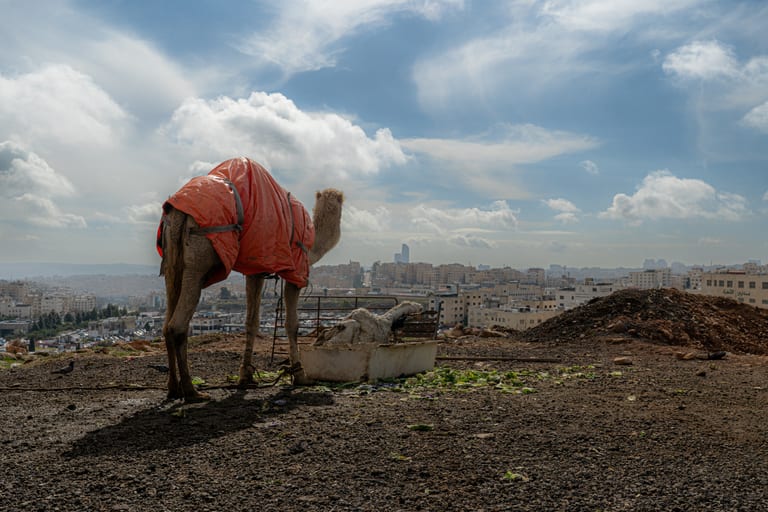 A camel covered in an orange tarp stands on a dirt ridge overlooking a city skyline under a wide cloudy sky, with another resting animal near a feed trough.