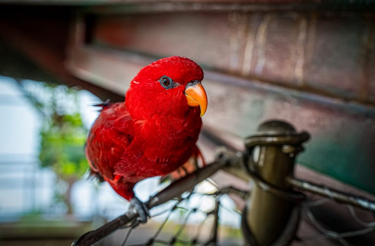 Close-up of a brilliant red parrot with an orange beak gripping a wire fence, with a blurred dark and metallic background.