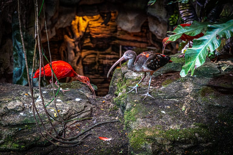 Two ibises forage on damp, mossy rocks in an indoor enclosure; one has brilliant red feathers and a downward-curving bill, while the other is mottled grey and black with hints of orange.