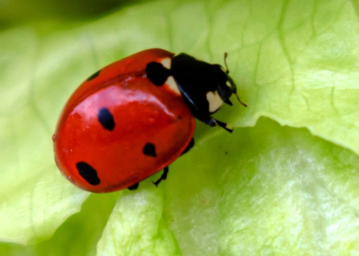 Lady BUG Green, a fine-art photograph by Ali Abu Ras