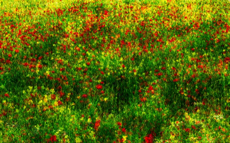 RED Flower Edit, a fine-art photograph by Ali Abu Ras