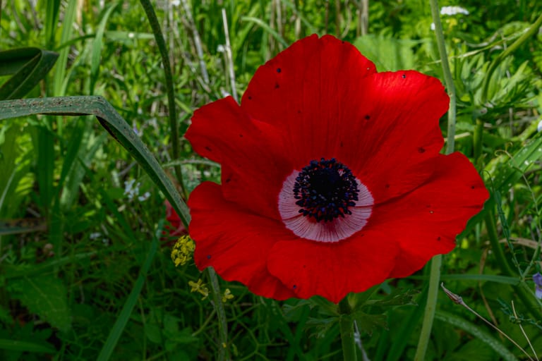 Flower Spring, a fine-art photograph by Ali Abu Ras
