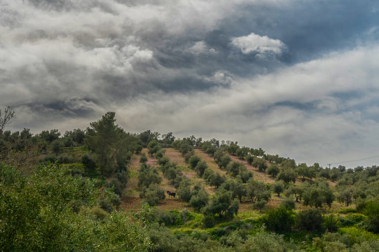 Flower Spring, a fine-art photograph by Ali Abu Ras