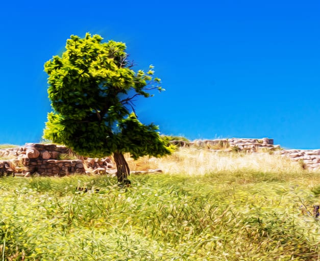 Amman Citadel Tree, a fine-art photograph by Ali Abu Ras
