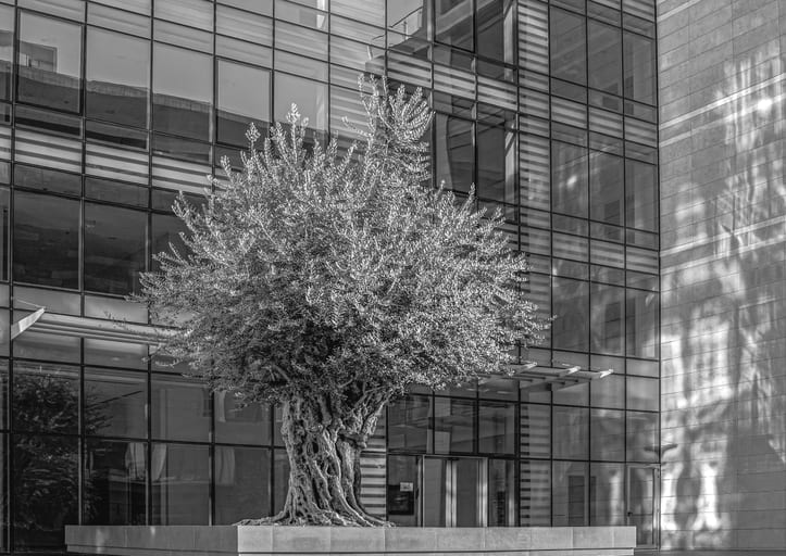 Olive Tree Building, a fine-art photograph by Ali Abu Ras