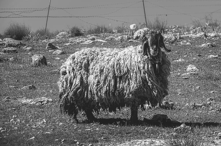 Landscape Sheep Garesa Feild, a fine-art photograph by Ali Abu Ras