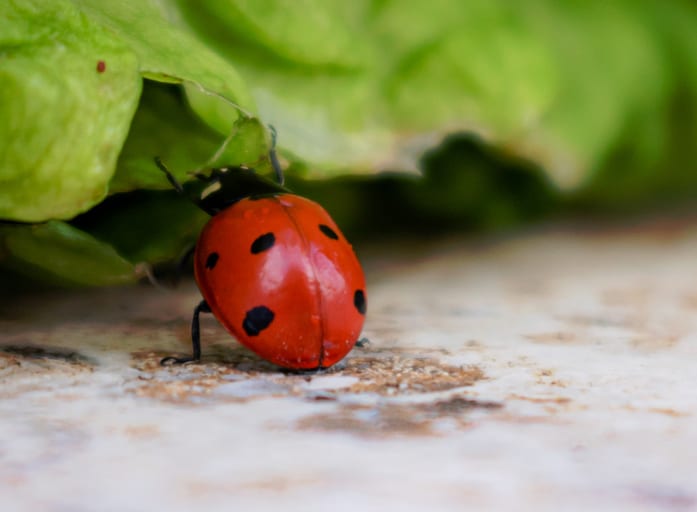 Lady BUG Green, a fine-art photograph by Ali Abu Ras