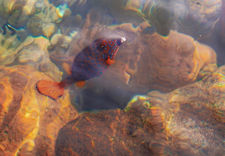 Aqaba Fish BOX, a fine-art photograph by Ali Abu Ras