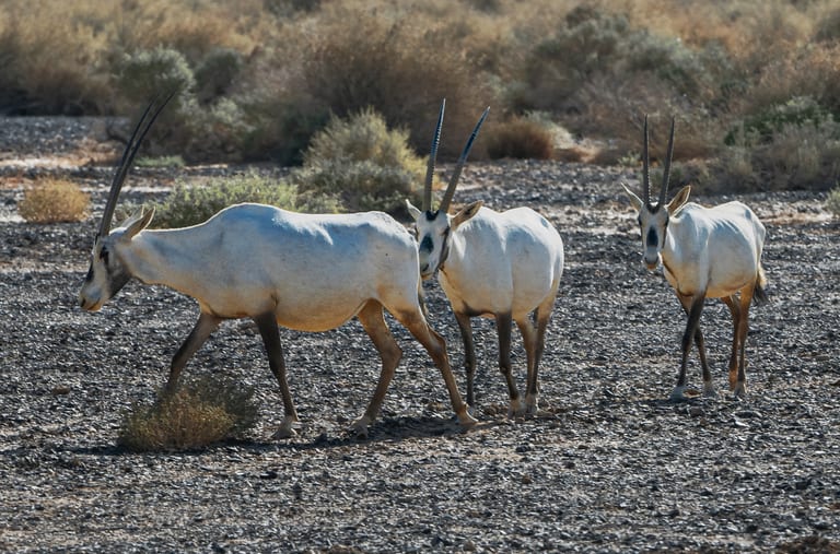Animals Maha Jordan Azraq 0, a fine-art photograph by Ali Abu Ras