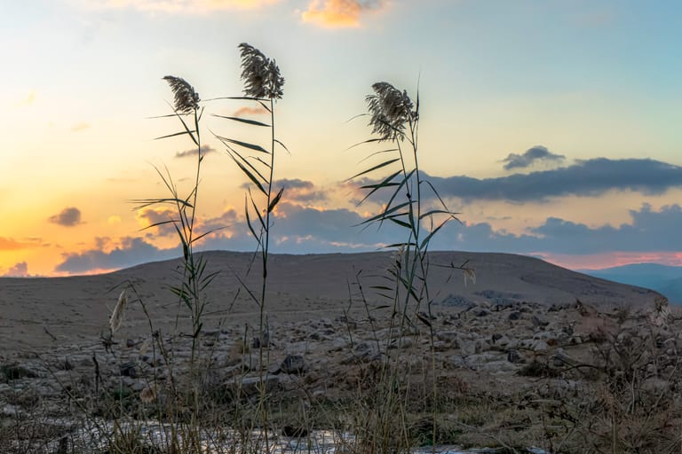 Feilds Plants Sunset, a fine-art photograph by Ali Abu Ras