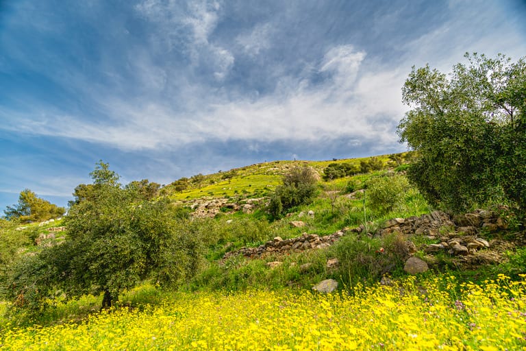 Flower Spring, a fine-art photograph by Ali Abu Ras