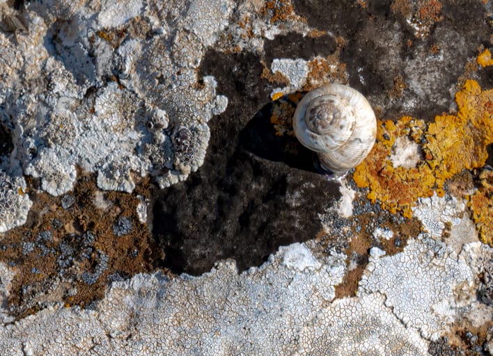 Landscape Snail Stick ON Colored Rock 3, a fine-art photograph by Ali Abu Ras