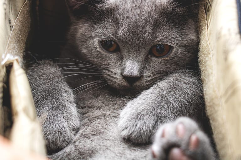 Animale CAT Gray Eyes BOX, a fine-art photograph by Ali Abu Ras