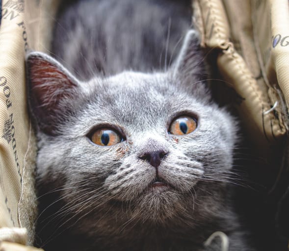 Animale CAT Gray Eyes BO 1, a fine-art photograph by Ali Abu Ras