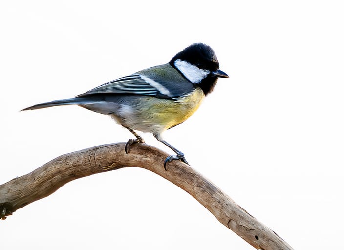 Animal Bird Dahah Green Jordan, a fine-art photograph by Ali Abu Ras