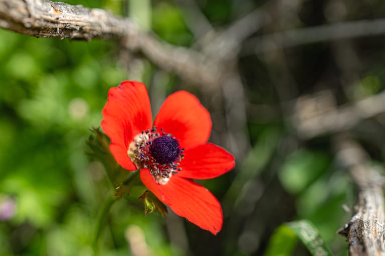 Flower Spring, a fine-art photograph by Ali Abu Ras