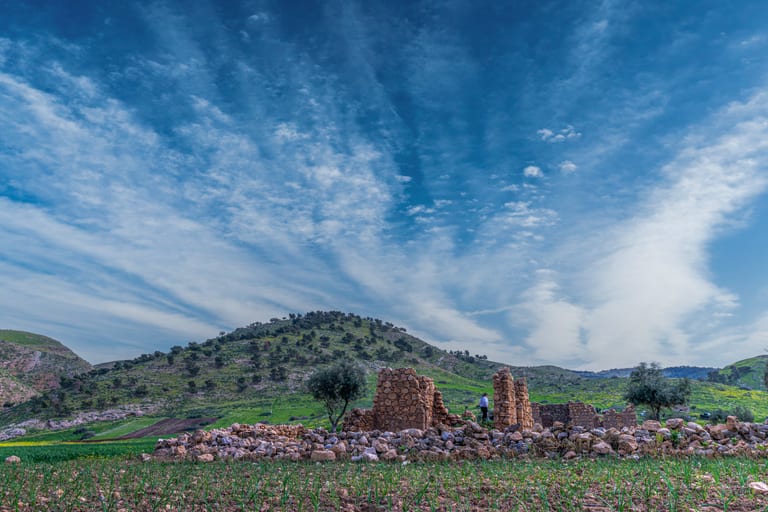 Flower Spring, a fine-art photograph by Ali Abu Ras