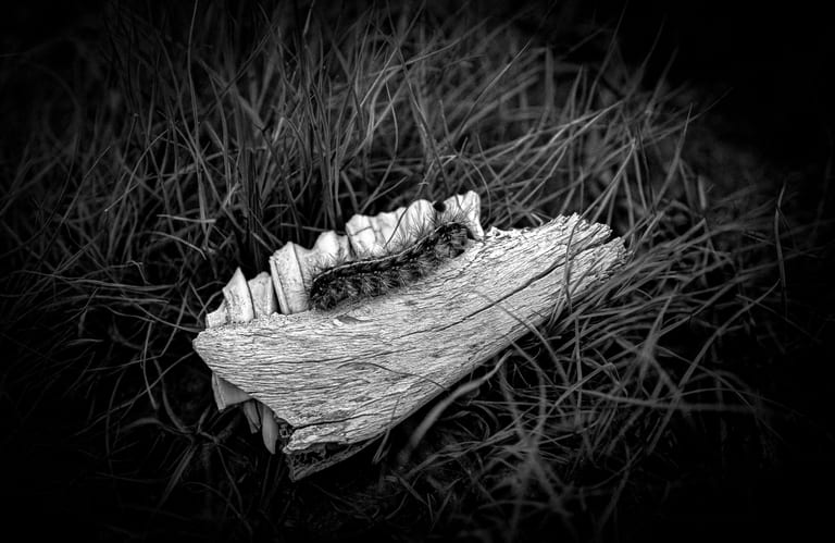 Instinct Bons Grass Garessa, a fine-art photograph by Ali Abu Ras