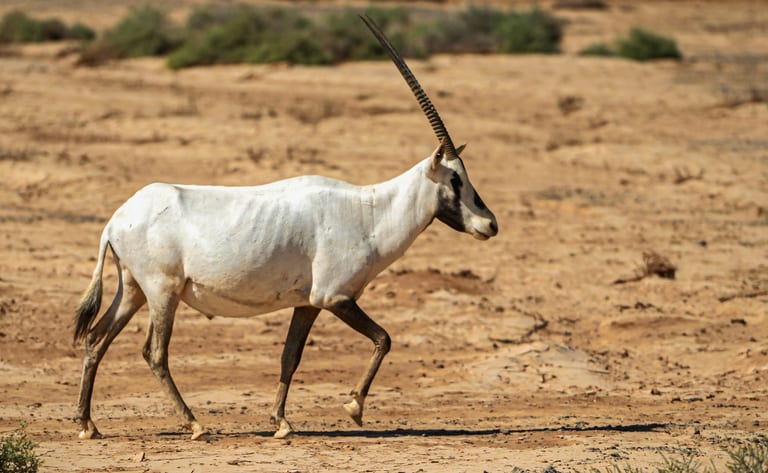 Animals Maha Jordan Azraq, a fine-art photograph by Ali Abu Ras