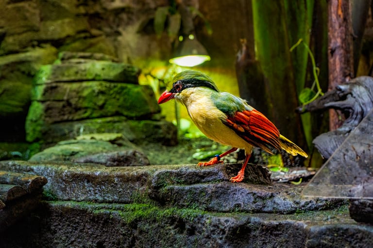 Bird Green Planet Dubai, a fine-art photograph by Ali Abu Ras