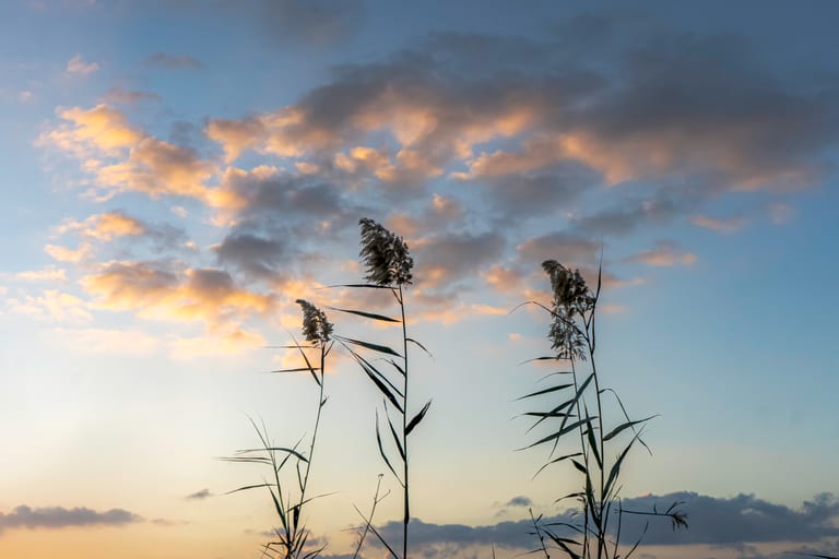Feilds Plants Sunset, a fine-art photograph by Ali Abu Ras
