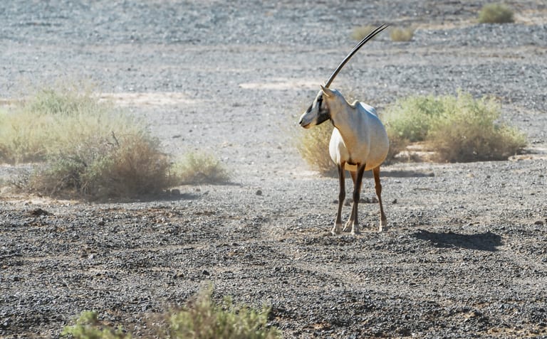 Animals Maha Jordan Azraq, a fine-art photograph by Ali Abu Ras