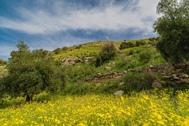 Flower Spring, a fine-art photograph by Ali Abu Ras
