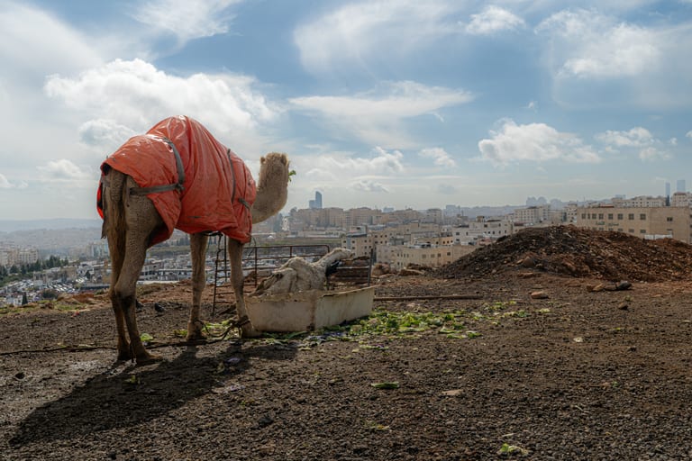 A camel draped in a bright orange cover stands on a dirt ridge eating greenery from a trough, with a dense urban skyline and cloudy sky in the background.