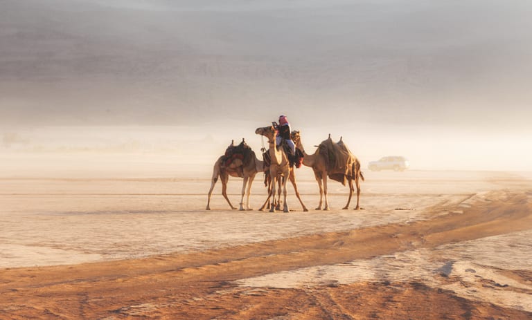 Wide-angle landscape shot of three saddled camels gathered in a hazy, dusty desert expanse with a faint vehicle visible in the background under soft light.