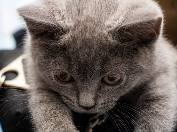 Animale CAT Gray Eyes BOX 6, a fine-art photograph by Ali Abu Ras