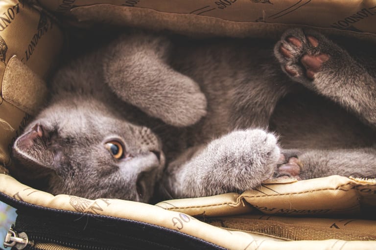 Animale CAT Gray Eyes BOX, a fine-art photograph by Ali Abu Ras