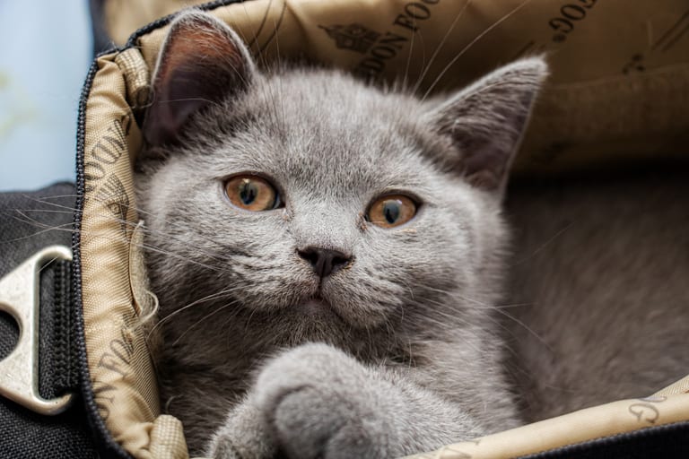 Animale CAT Gray Eyes BOX, a fine-art photograph by Ali Abu Ras