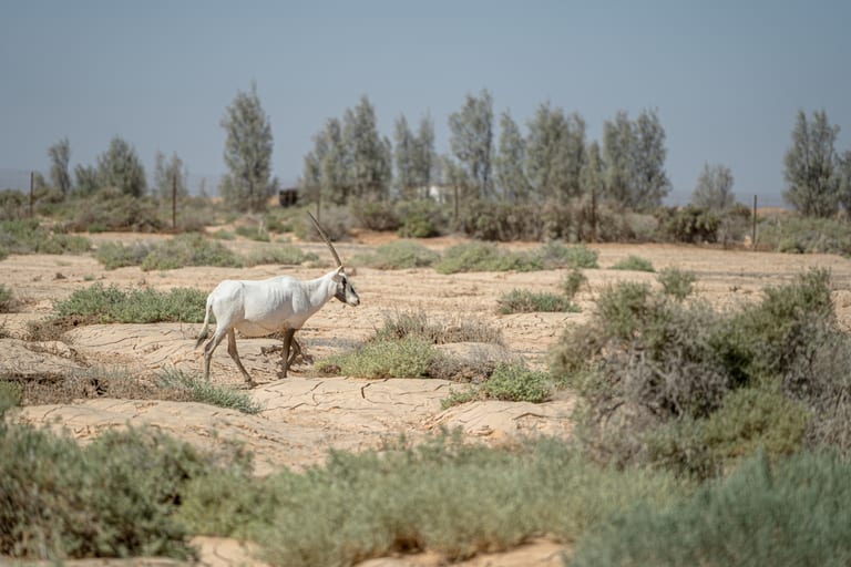 Untitled Study 001149, a fine-art photograph by Ali Abu Ras