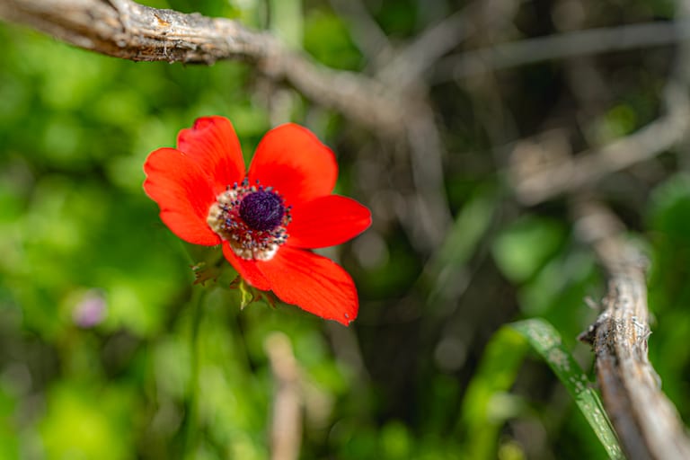 Flower Spring, a fine-art photograph by Ali Abu Ras