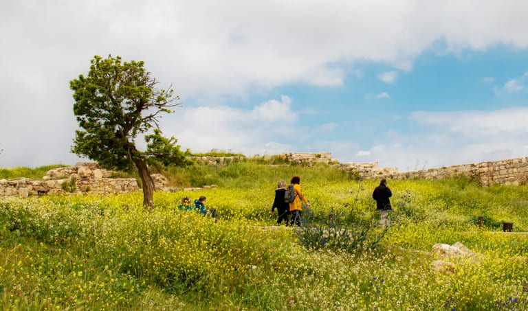 Amman Citadel Tree AND People Crousing, a fine-art photograph by Ali Abu Ras