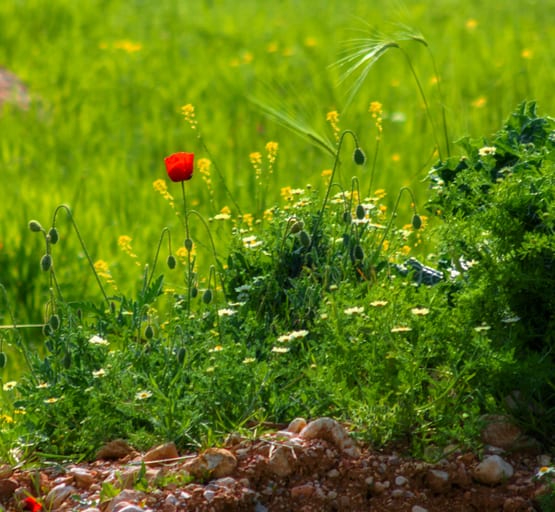 Landscap Anemone Between Green Feild, a fine-art photograph by Ali Abu Ras