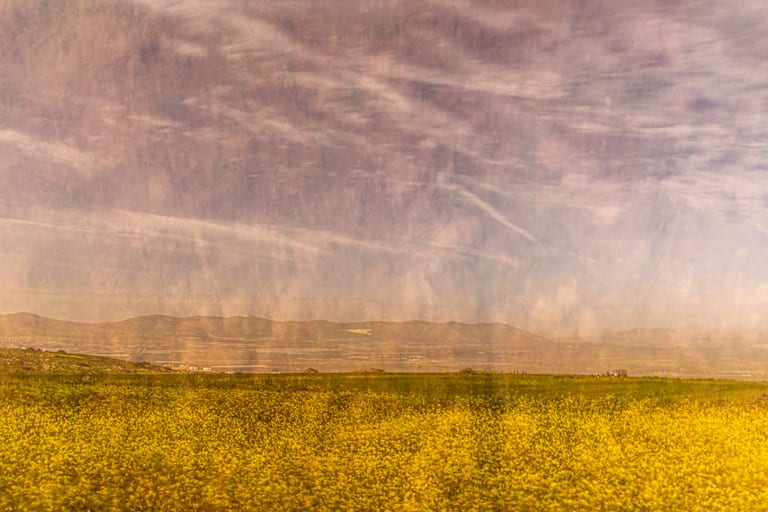 Flower Spring, a fine-art photograph by Ali Abu Ras