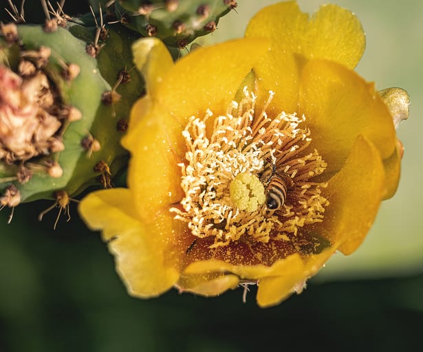 Stilllive Flower Yellow Green Hashmiah, a fine-art photograph by Ali Abu Ras