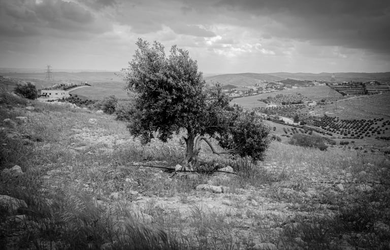 Tree Feild Green Spring, a fine-art photograph by Ali Abu Ras