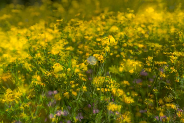 Flower Spring, a fine-art photograph by Ali Abu Ras