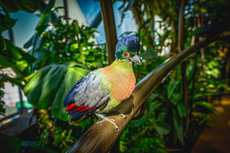 Close-up photograph of a brightly colored bird with a textured blue crest and red eye ring resting on a metal railing inside a lush green indoor habitat.