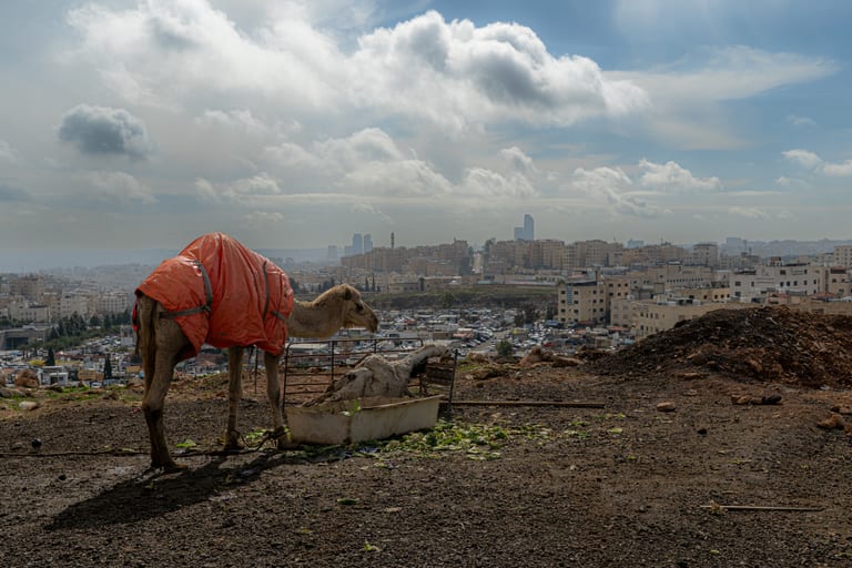 A dromedary camel wearing an orange plastic cover stands near a feeding trough on elevated dirt ground, overlooking a dense urban cityscape under a cloudy sky.