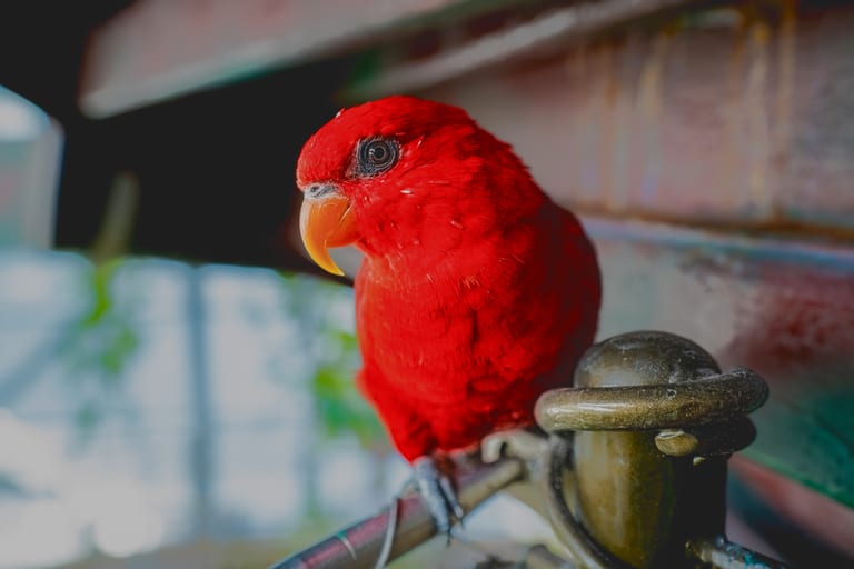 Close-up of a vivid red parrot perched on a brass-toned metal fixture, angled in profile against a blurred interior background.