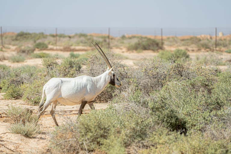 Orgx Animal Shomaly, a fine-art photograph by Ali Abu Ras